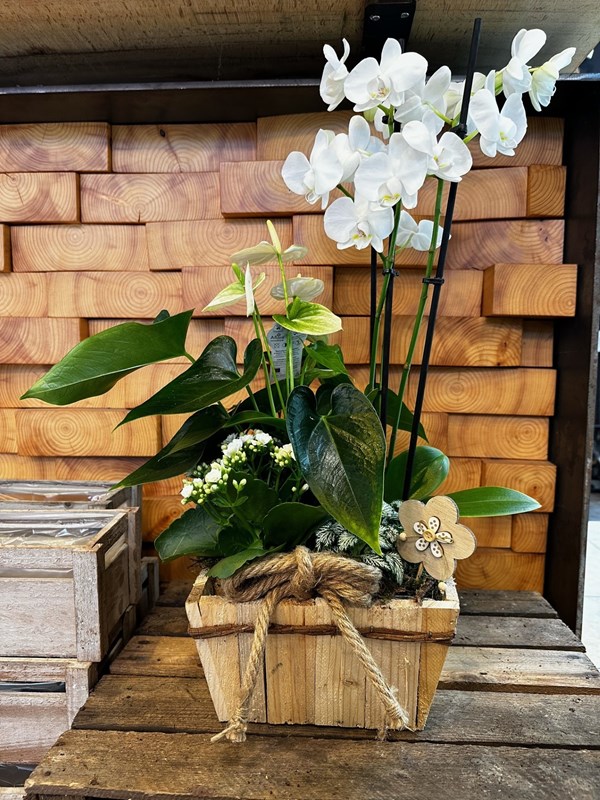 Vasque orchidée garnie