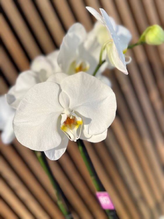Orchidée blanche géante